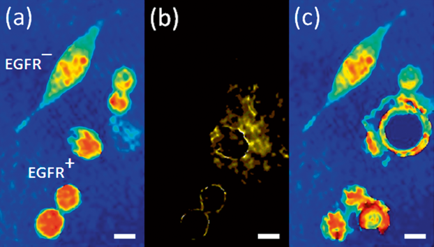 jbio201400095-gra-001-m