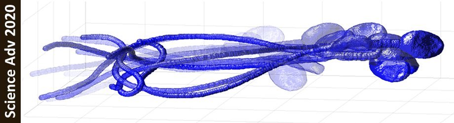 Rapid_4D_Sperm_Imaging Rapid_4D_Sperm_Imaging