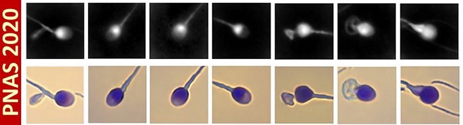 Virual_Staining_PNAS2020 Virual_Staining_PNAS2020